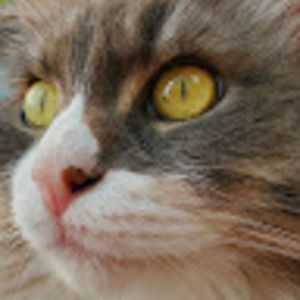 Meet your Posher, Jerry